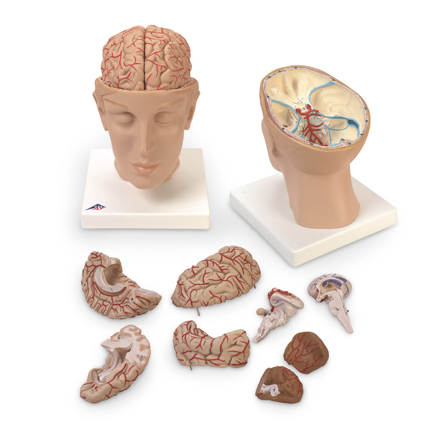 Nasco Healthcare-Brain with Arteries on Base of Head 8-Part-MedTech-1
