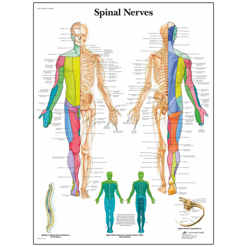 Nasco Healthcare-Classic Laminated 3B Scientific® Anatomical Chart-MedTech-3