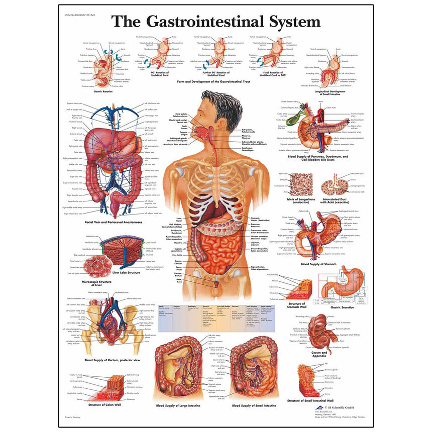Nasco Healthcare-Classic Laminated 3B Scientific® Anatomical Chart-MedTech-4