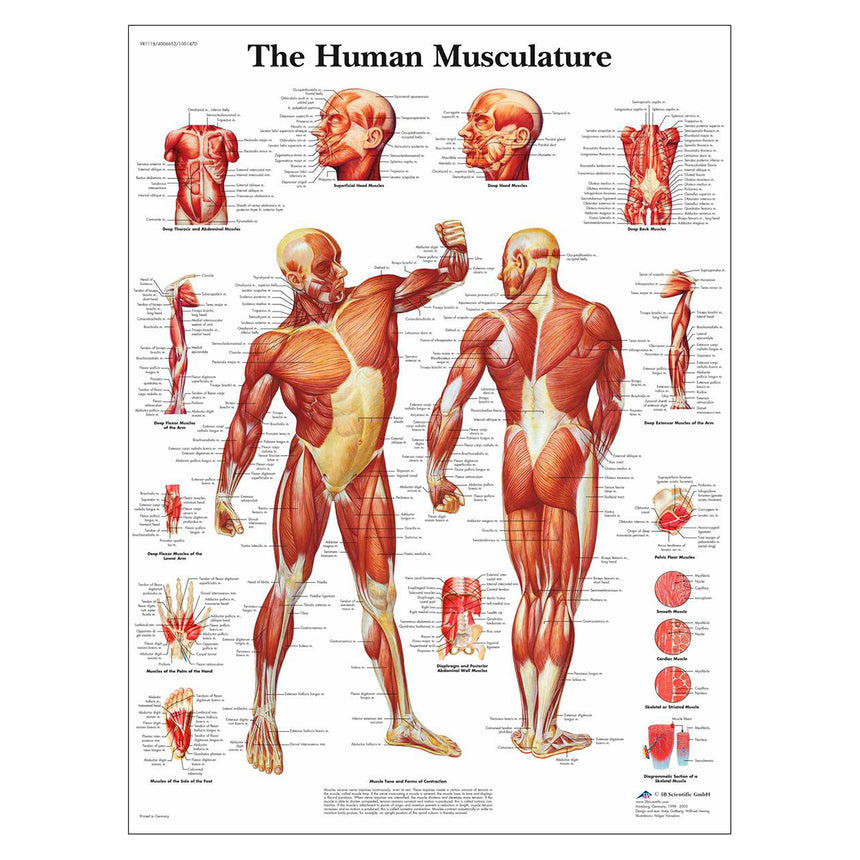 Nasco Healthcare-Classic Laminated 3B Scientific® Anatomical Chart-MedTech-1