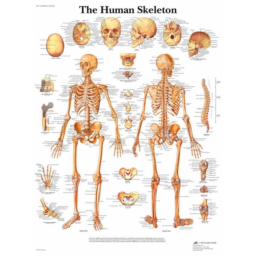Nasco Healthcare-Classic Laminated 3B Scientific® Anatomical Chart-MedTech-2