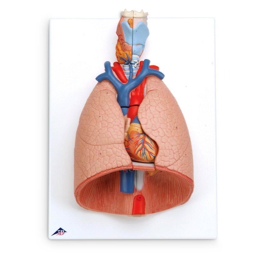 Nasco Healthcare-Deluxe 7-Part Lung Model with Larynx-MedTech-1