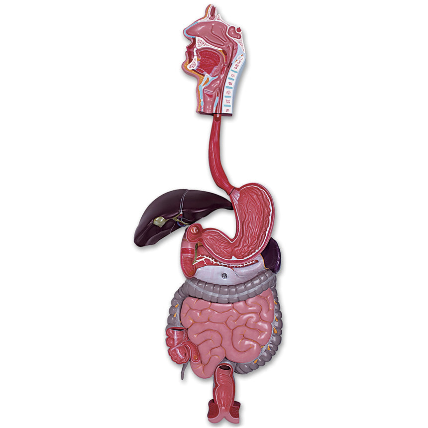 Nasco Healthcare-Digestive System Model 3-Part-MedTech-1