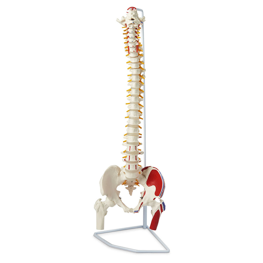 Nasco Healthcare-Flexible Vertebral Column with Femur Heads, Muscle Insertions, and Removable Sacral Chest-MedTech-1