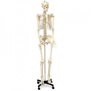 Nasco-Human Skeleton-MedTech-1