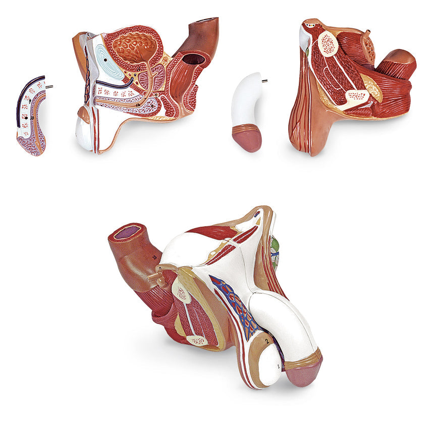 Nasco Healthcare-Male Genital Organs Model 4-Part-MedTech-1