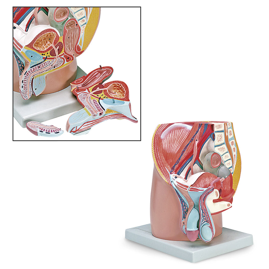 Nasco Healthcare-Male Pelvis Model 4-Part-MedTech-1