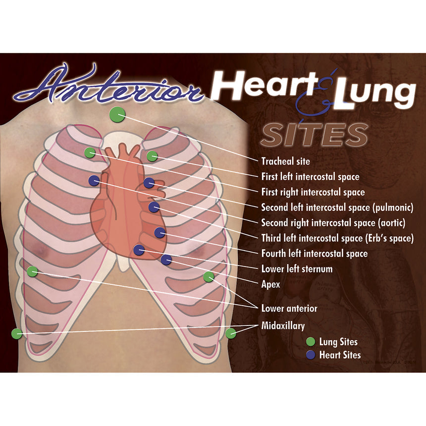 Nasco Healthcare-Nasco Anterior Heart & Lung Sites Poster-MedTech-1