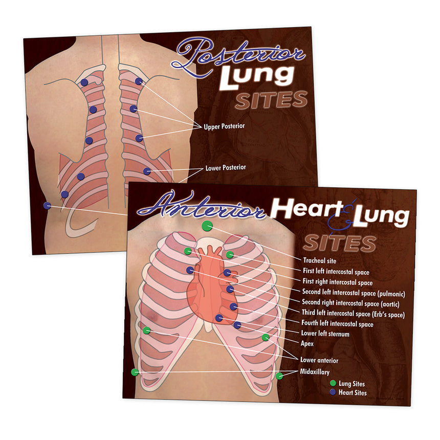 Nasco Healthcare-Nasco Heart & Lung Sites Visual Aids Poster Set.-MedTech-1