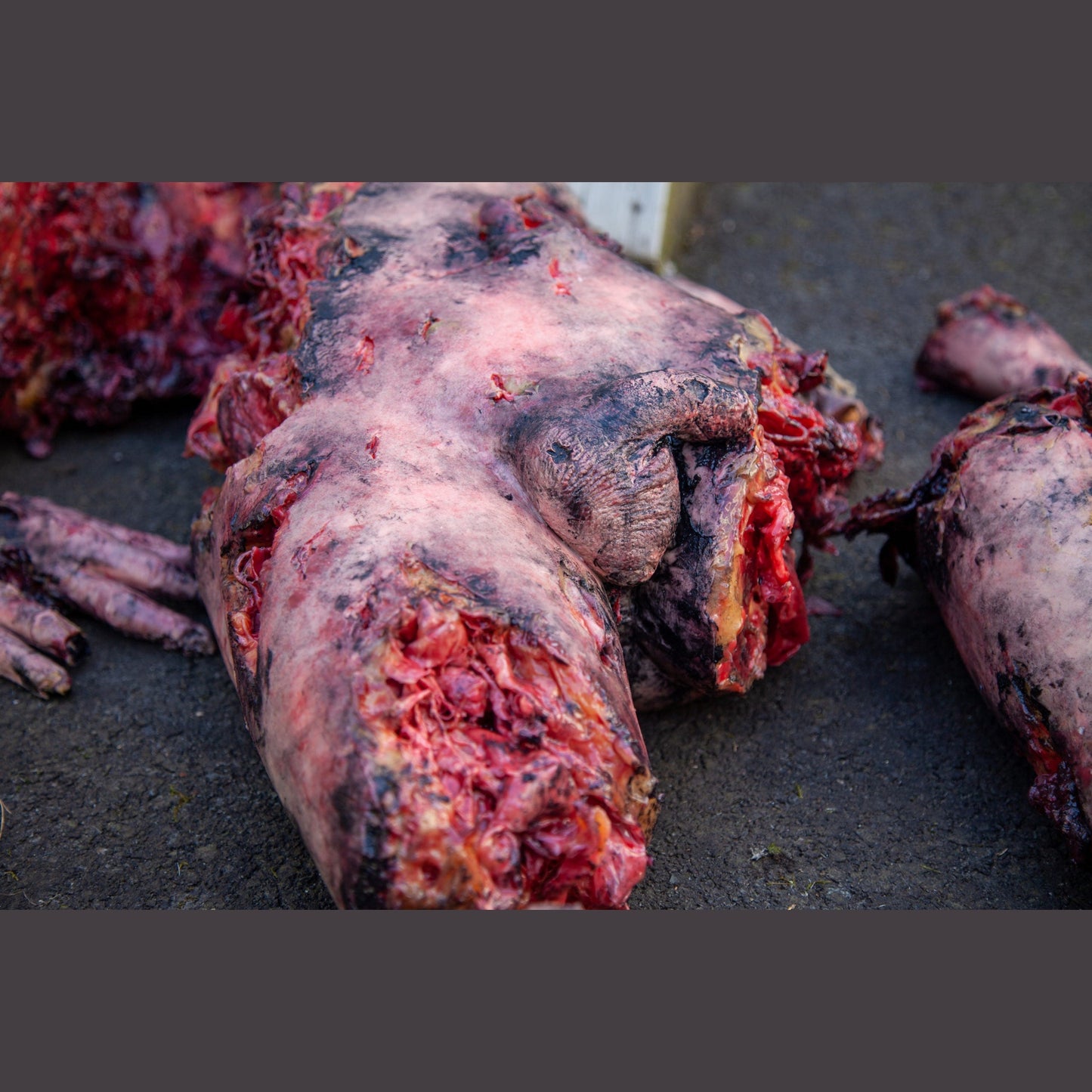 Safeguard Medical-SimBODIES Lifeless Blasted-MedTech-8