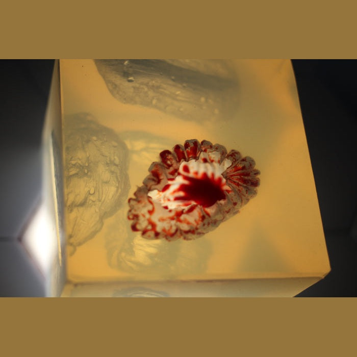 Phokus Research Group-Wound CLUB™ PRO Gen2-MedTech-14