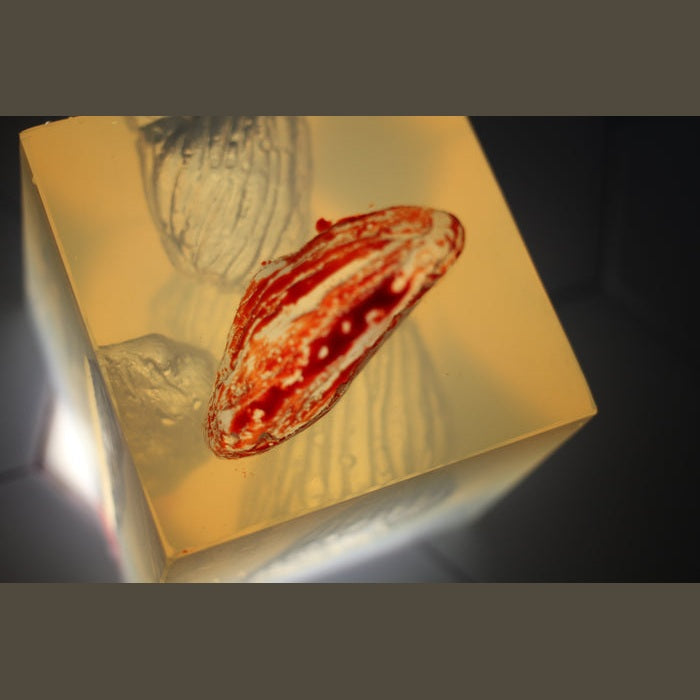 Phokus Research Group-Wound CLUB™ PRO Gen2-MedTech-17