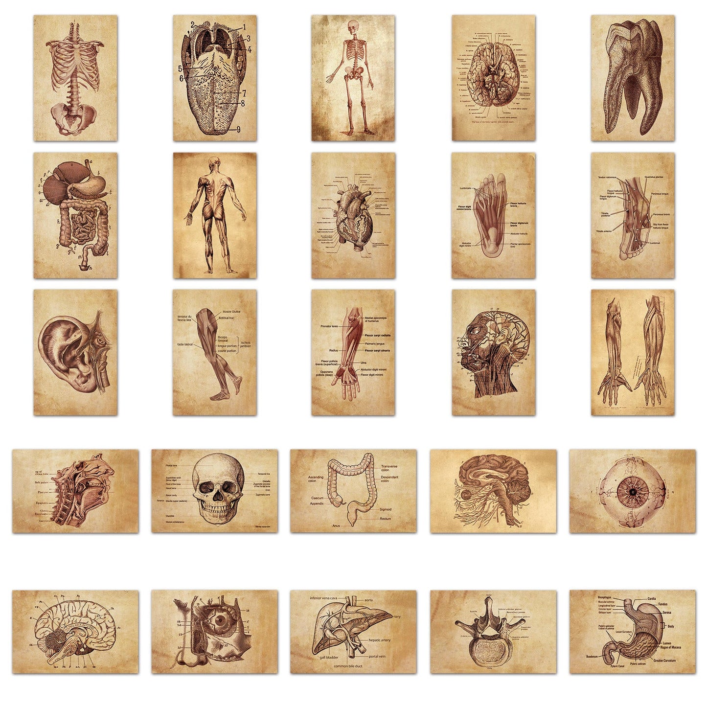 Anatomy Stickers