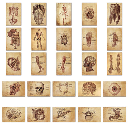 Anatomy Stickers
