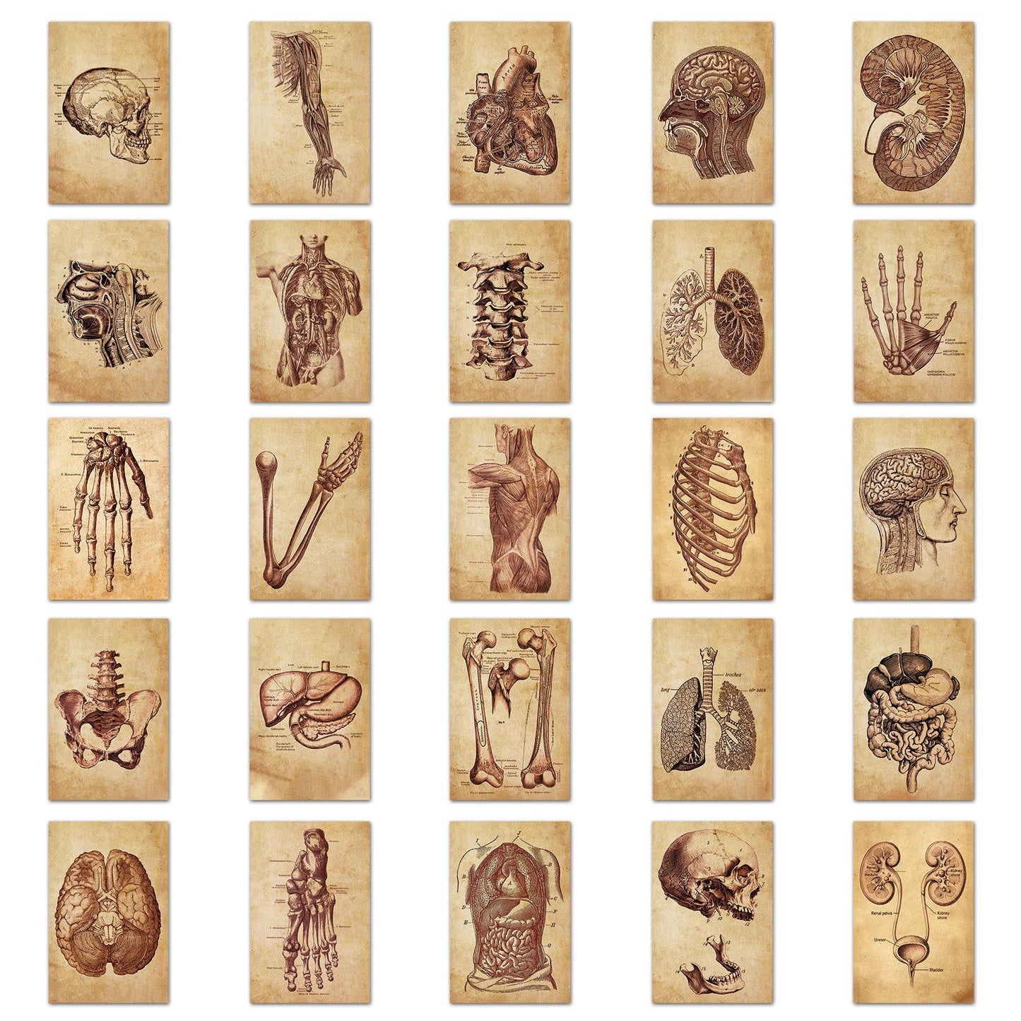 Medical Anatomy Stickers