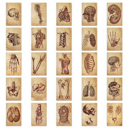 Medical Anatomy Stickers