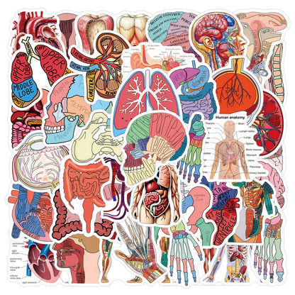 MedTech- 60 Pcs Cartoon Human Organ Stickers 2- - 