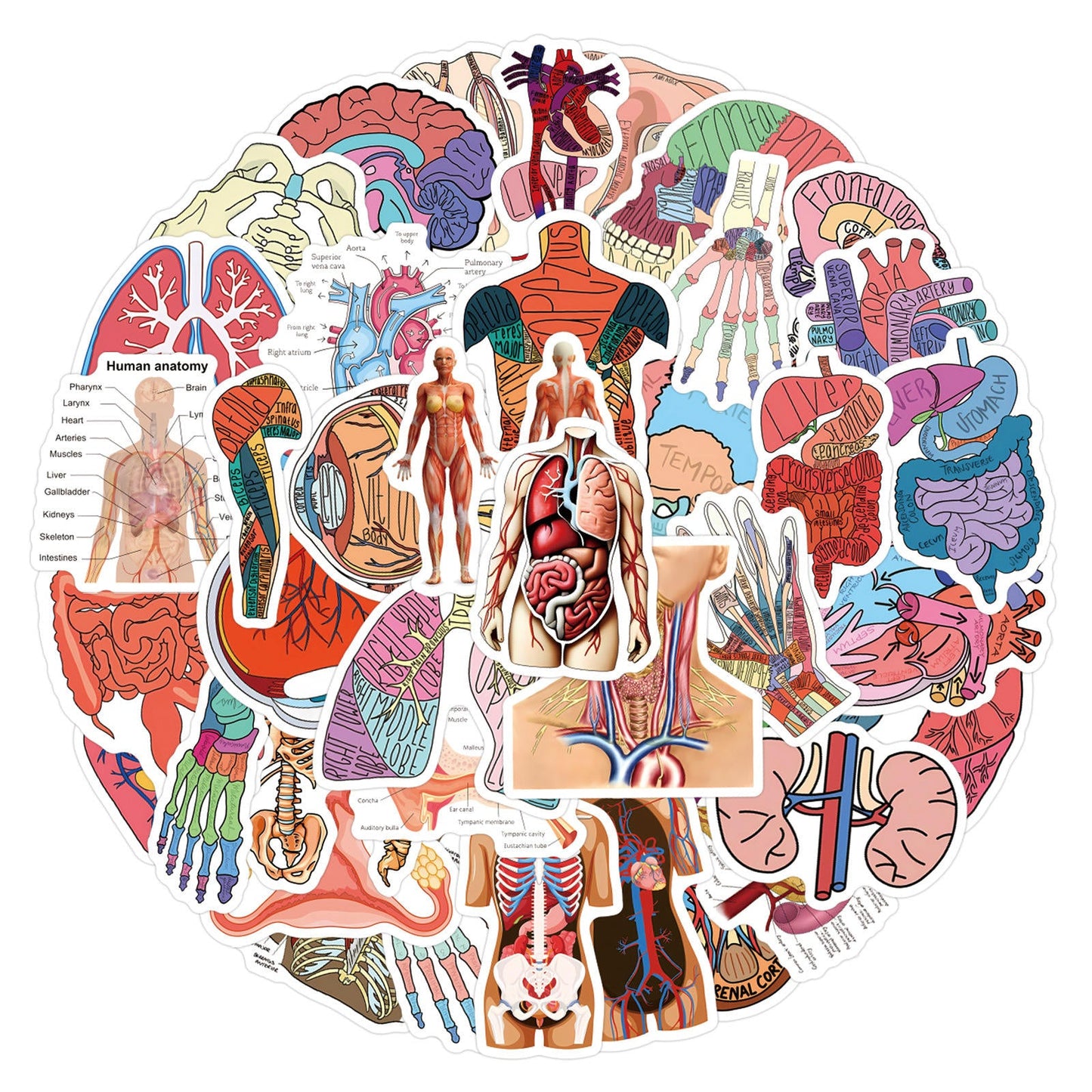 MedTech- 60 Pcs Cartoon Human Organ Stickers 2- - 