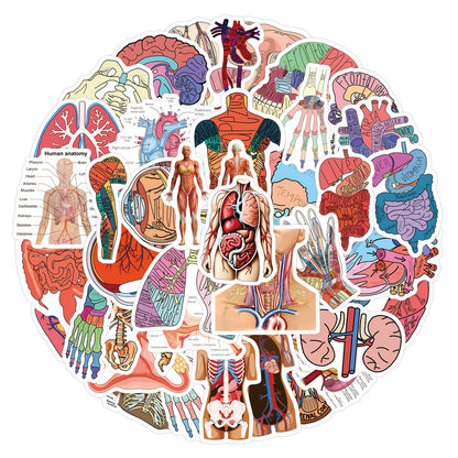 MedTech- 60 Pcs Cartoon Human Organ Stickers 2- - 