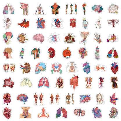 MedTech- 60 Pcs Cartoon Human Organ Stickers 2- - 