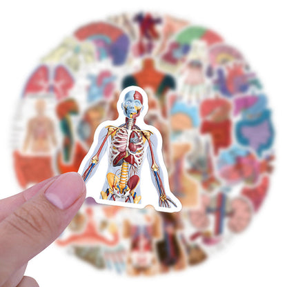 MedTech- 60 Pcs Cartoon Human Organ Stickers 2- - 