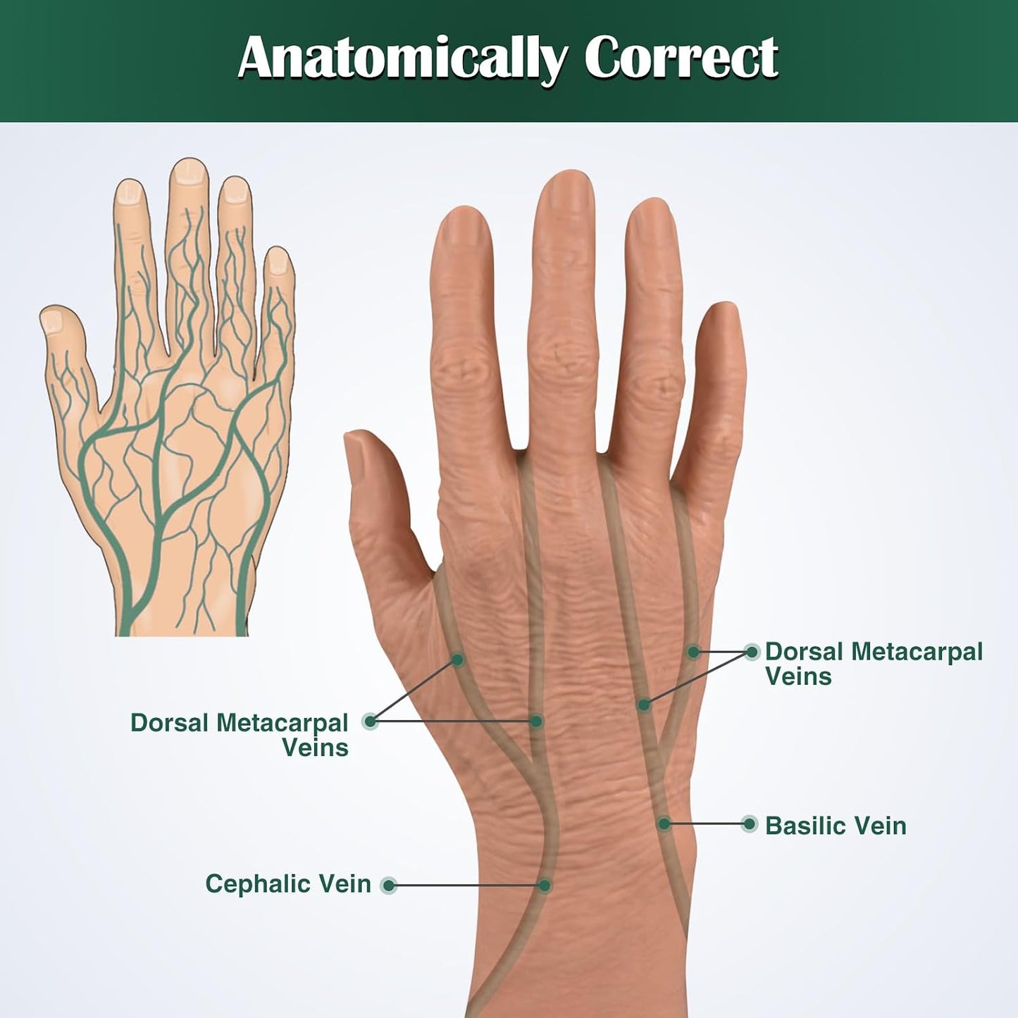 IV Training Hand Geriatric