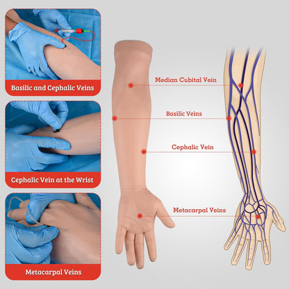 IV Practice Arm with Veins