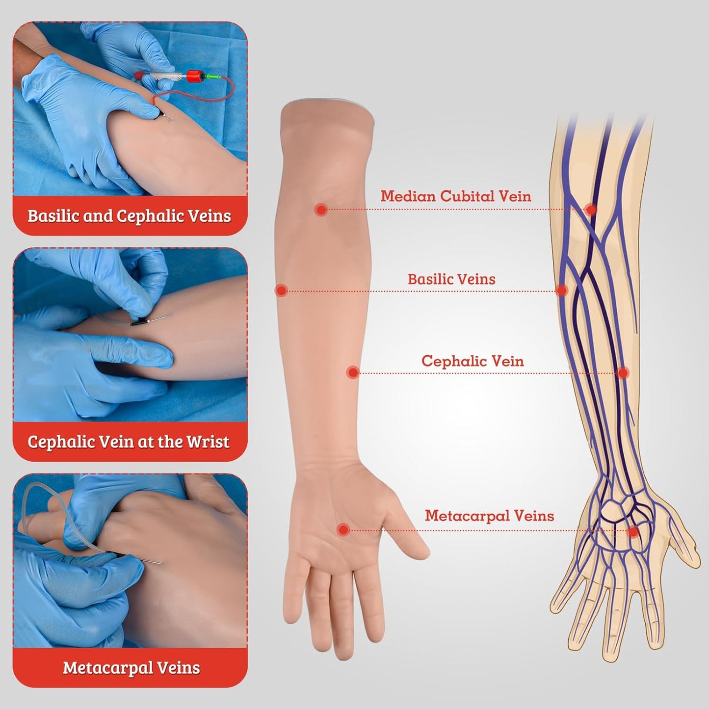 IV Practice Arm with Veins