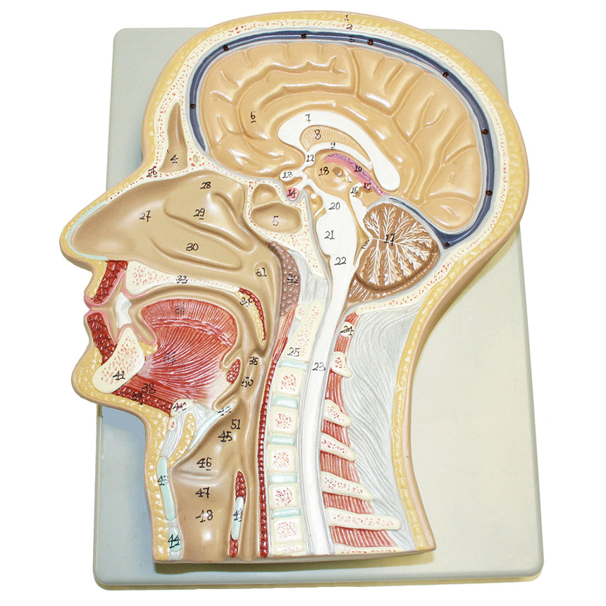  Nasco Healthcare-Sagittal Section of Head Model - 12 in. x 8 in. x 3 in.-MedTech-1